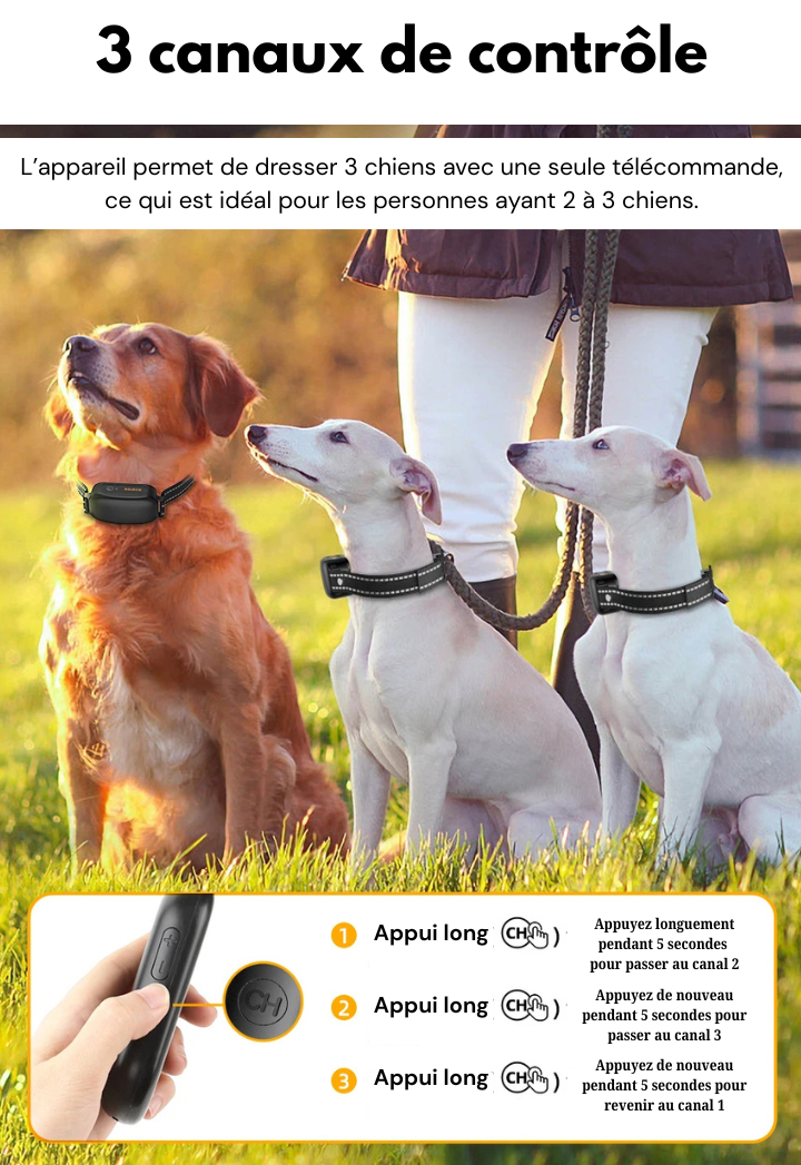 Marcherelle™ – Collier Electrique de Dressage Contrôle Précis Jusqu’à 1000 m